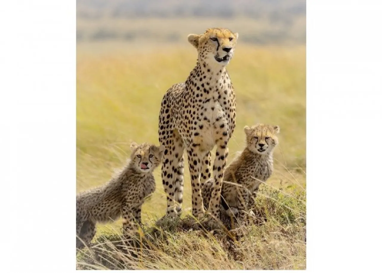 Cheetah: Faster than most cars but low on stamina, struggles to protect its kill