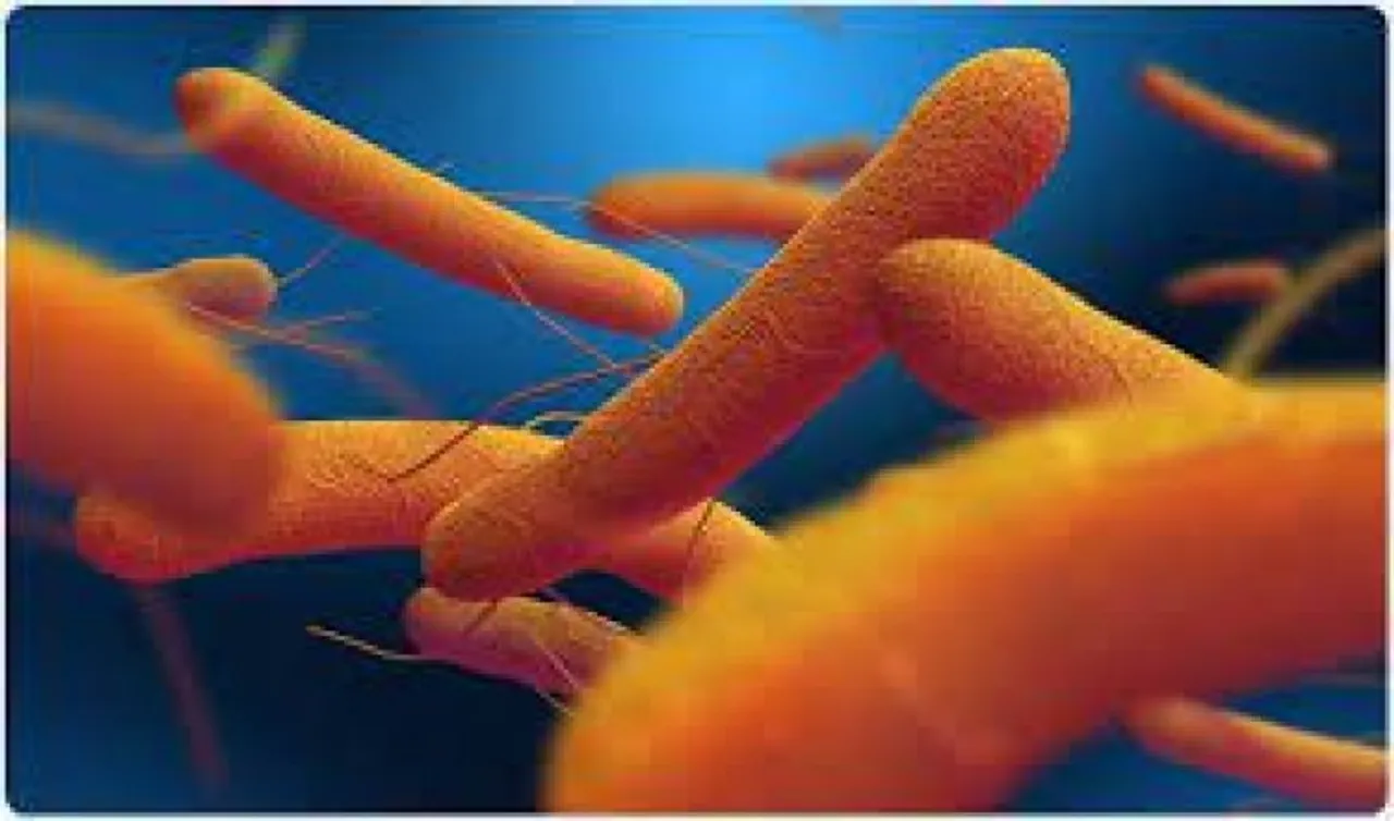 Typhoid-causing bacteria have become increasingly resistant to essential antibiotics: Lancet study