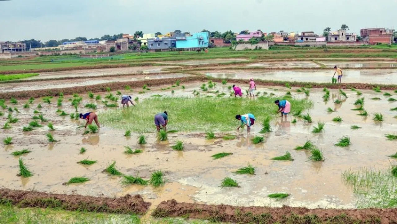 Govt hikes wheat MSP by Rs 110 to Rs 2,125/qtl, mustard by Rs 400 to Rs 5,450/qtl for this year