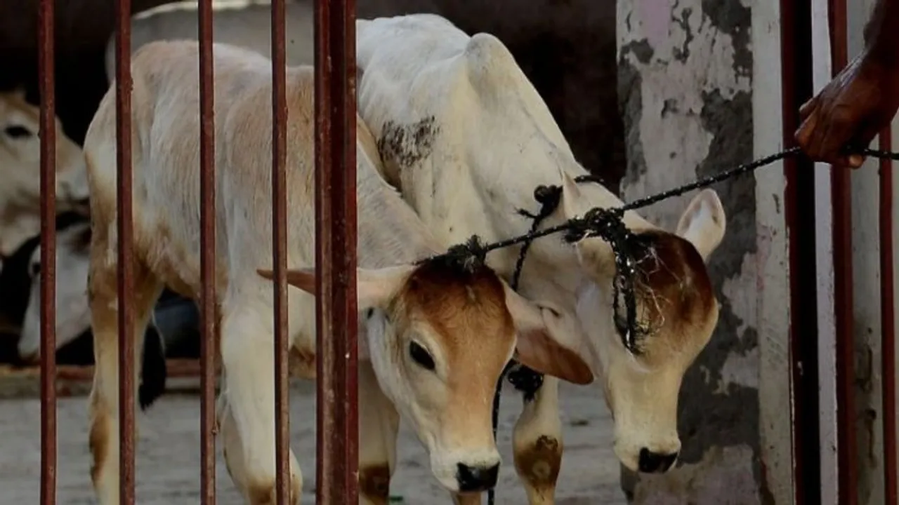 Over 67,000 cattle died so far from lumpy skin disease in India: Govt