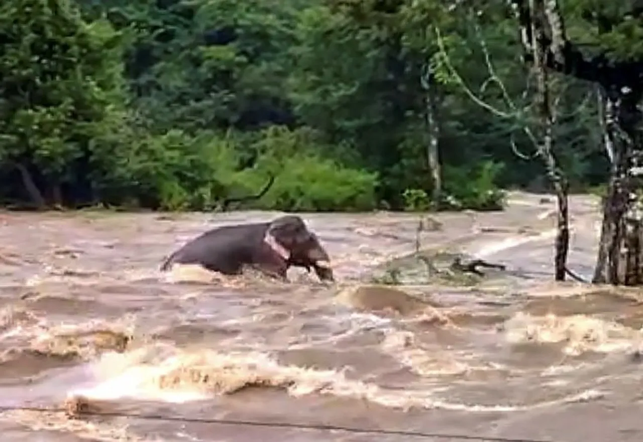  A wild elephant stuck in the middle of an overflowing Chalakudy river following heavy monsoon rains in the region, at Athirappilly in Thrissur