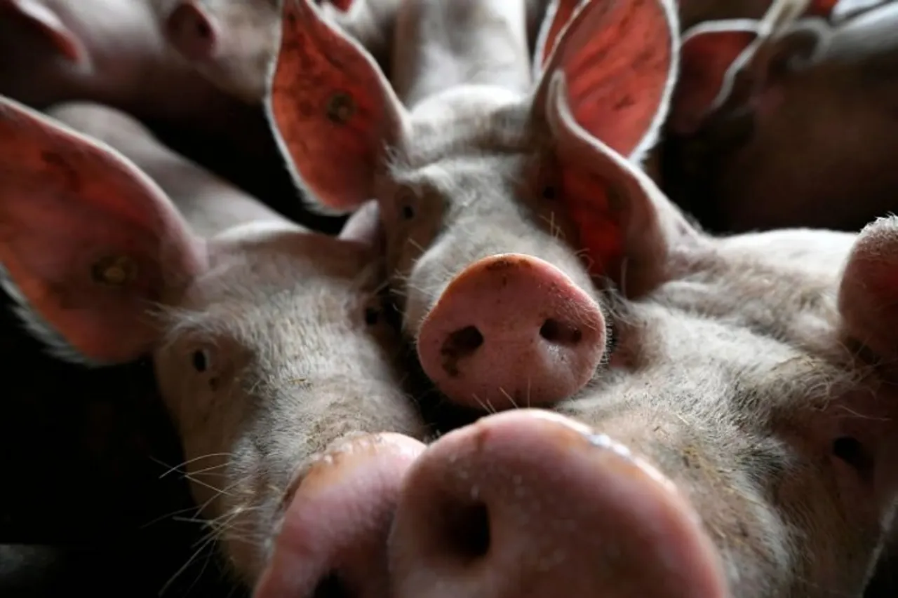Over Rs 37 lakh compensation for 700 plus pigs culled in Kerala