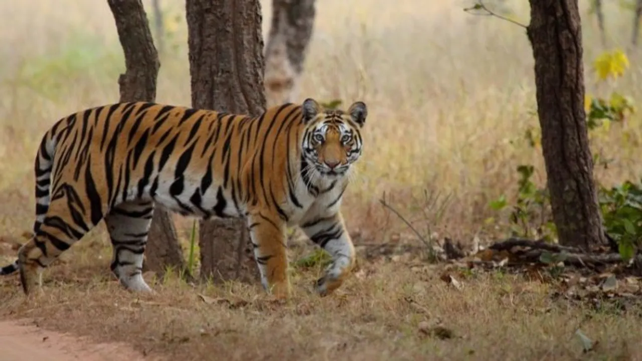 Six tiger reserves to re-open in Madhya Pradesh on Oct 1 after monsoon shutdown