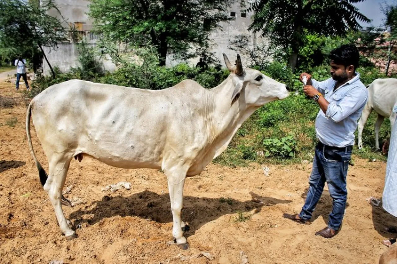 Over 1.55 lakh cattle deaths so far due to lumpy skin disease