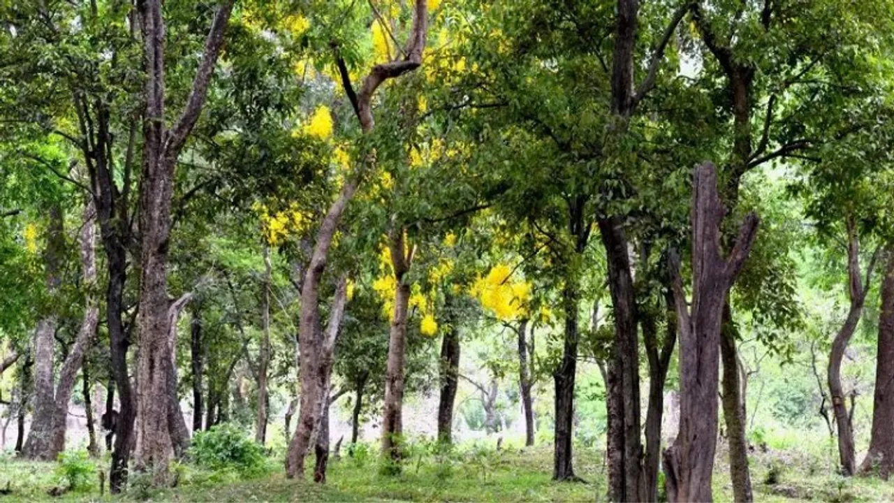 Unusual security protection for 1,000 sandalwood saplings to be planted in Lutyens' Delhi