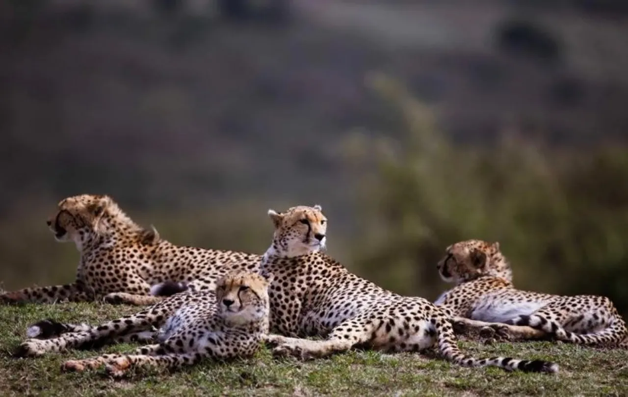 8 cheetahs to be brought by air to MP's Kuno National Park on Sep 17