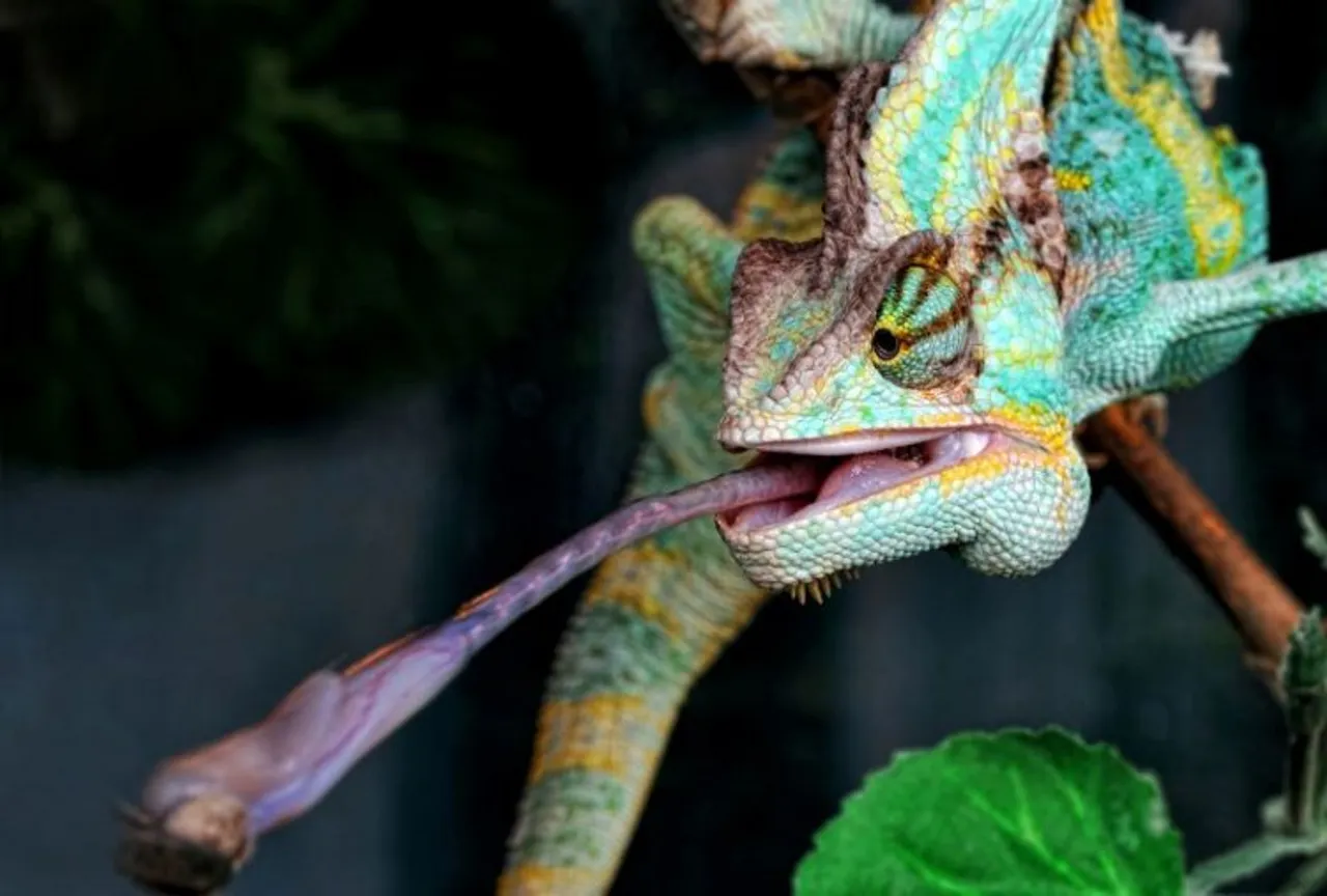 Chameleons, which are ectotherms (which used to be called âcold-bloodedâ), conserve energy by using just their tongues to catch prey.