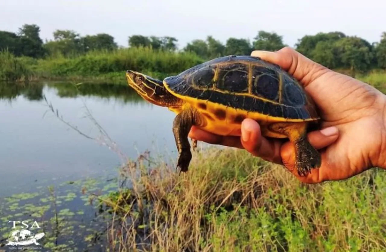Indian Eyed Turtle (Morenia petersi) (Image Courtesy:  Turtle survival alliance)