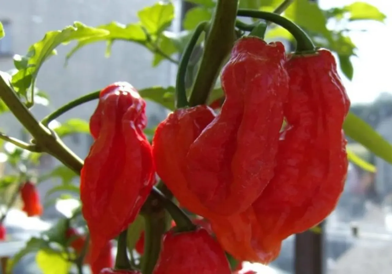 Bhoot Jolokia or Ghost pepper