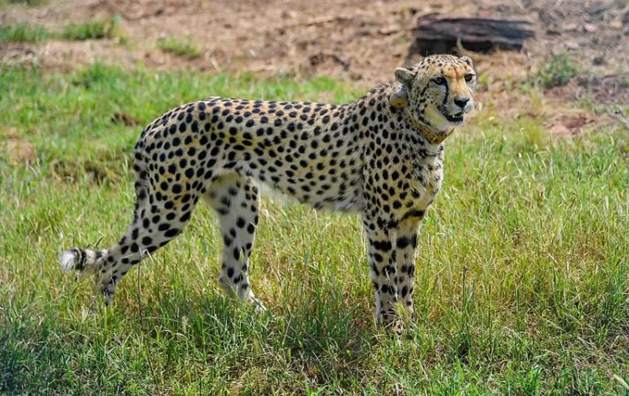 Cheetah brought from Namibia at Kuno National Park
