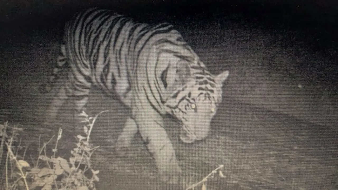 Cameras capture tiger cub roaming on MANIT campus in Bhopal