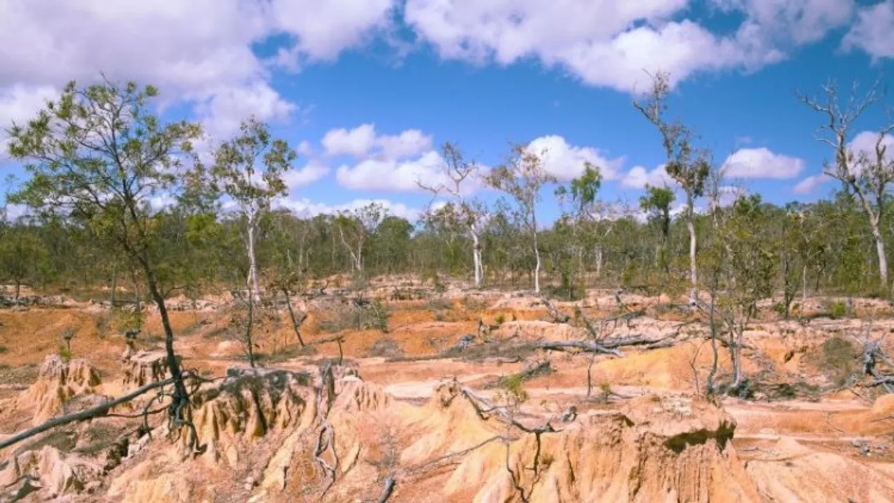 Forest desertification (Representational photo)