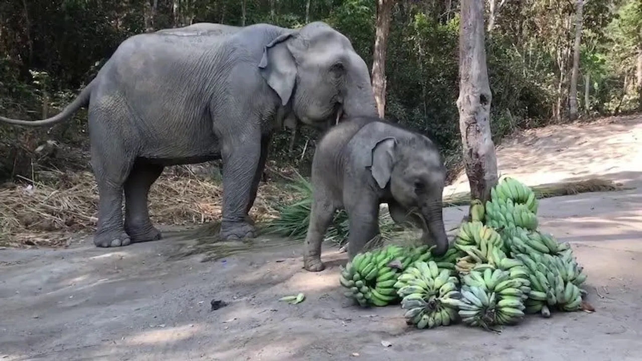 Not fed bananas, angry elephant kills mahout