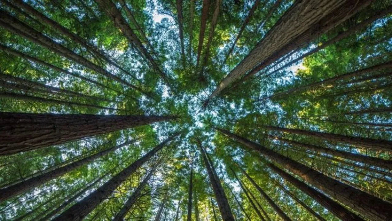 Choosing the right trees for a changing climate