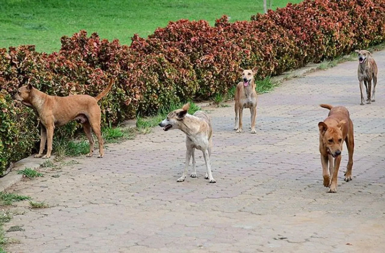 Stray dog goes on biting spree in Bihar’s Ara, attacks 70 people