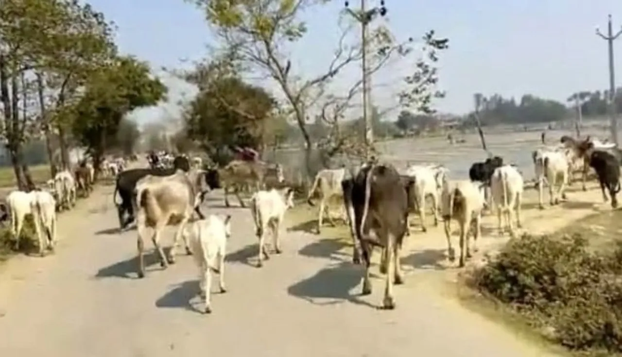 101 cattle die in MP so far due to Lumpy skin disease; CM says state to vaccinate animals for free