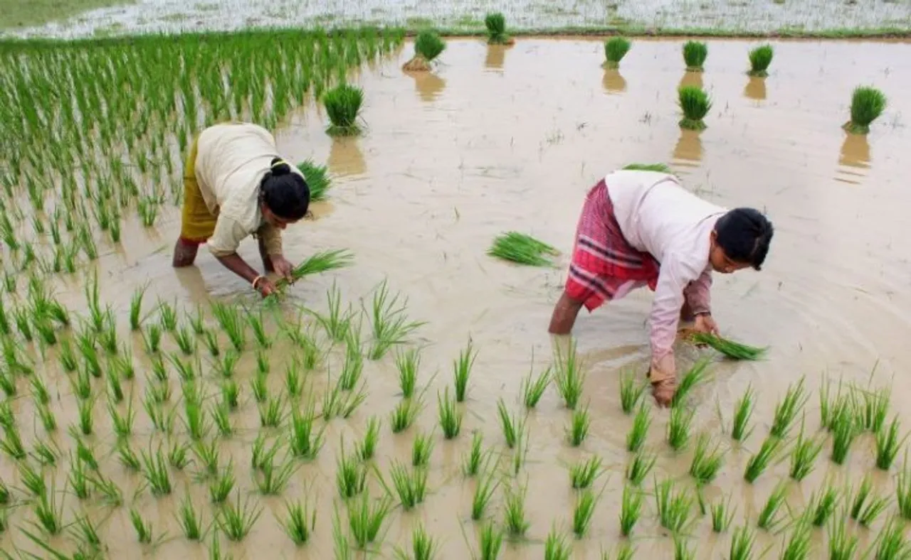 Deficient rains threaten Kharif crop production in UP