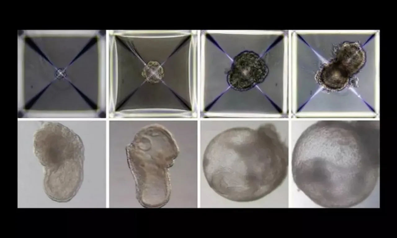 Synthetic Embryos