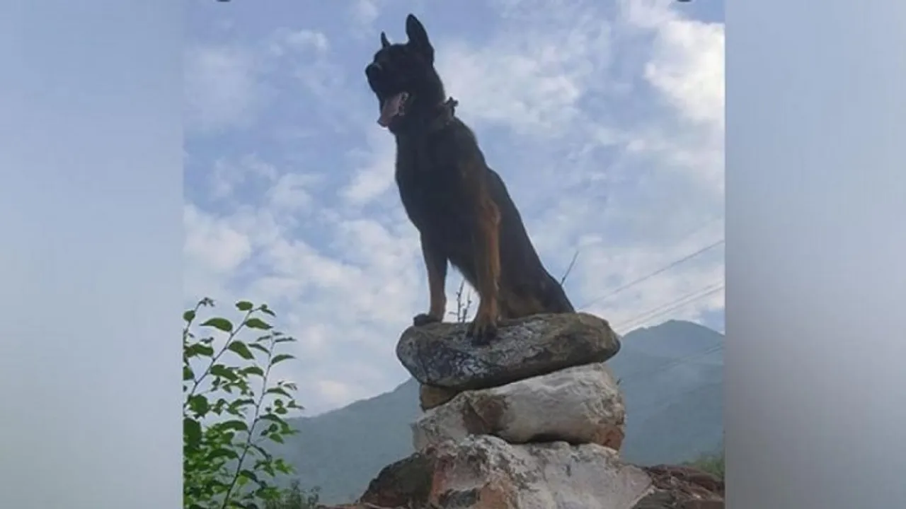 Army pays rich tribute to its canine warrior 'Zoom'