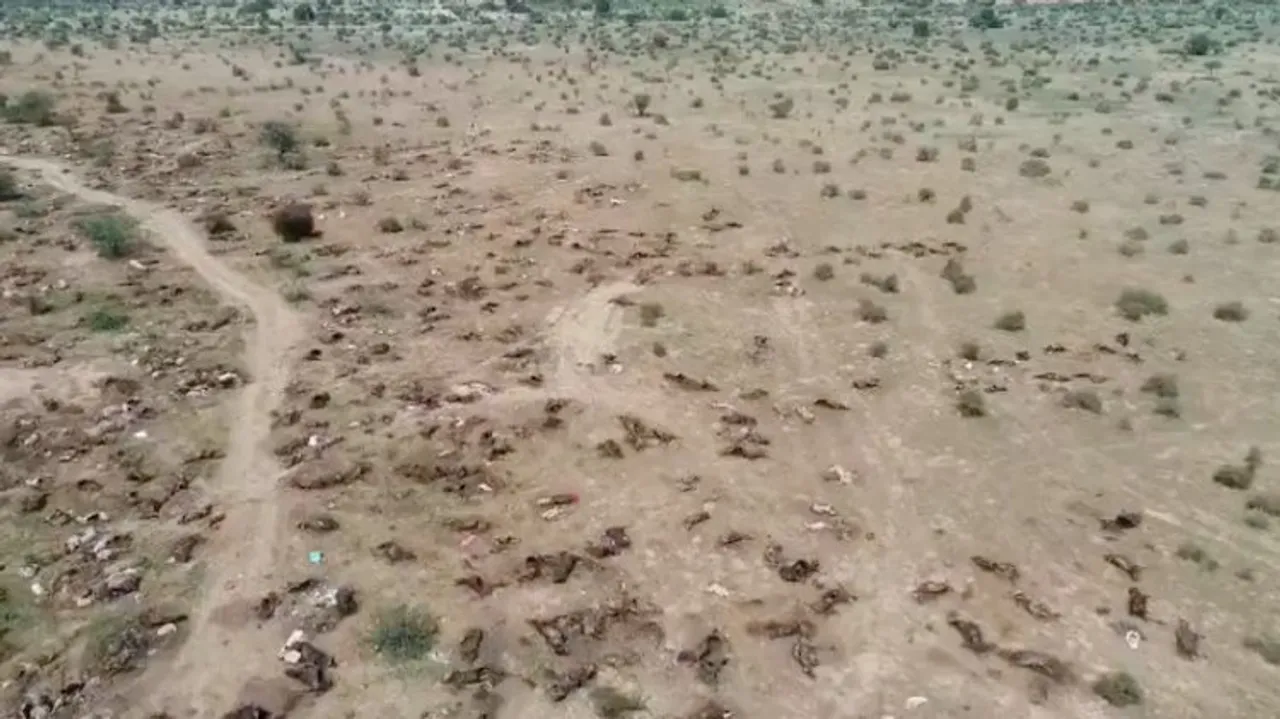 Videograb of dead cows in Rajasthan's desert