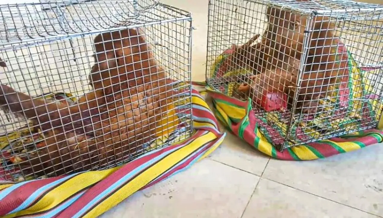 Two orangutans recovered from Assam-Mizoram border check-gate at Lailapur in Cachar district