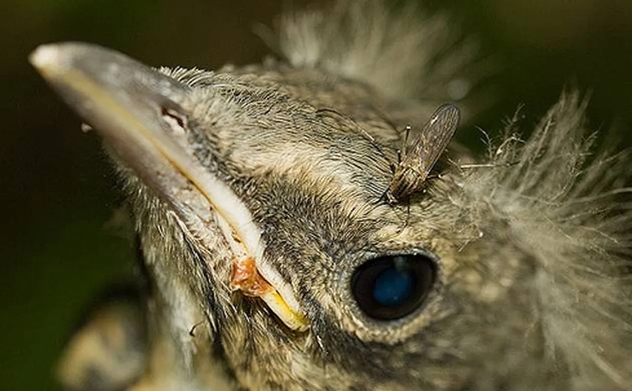 Malaria first spreads from birds: Study