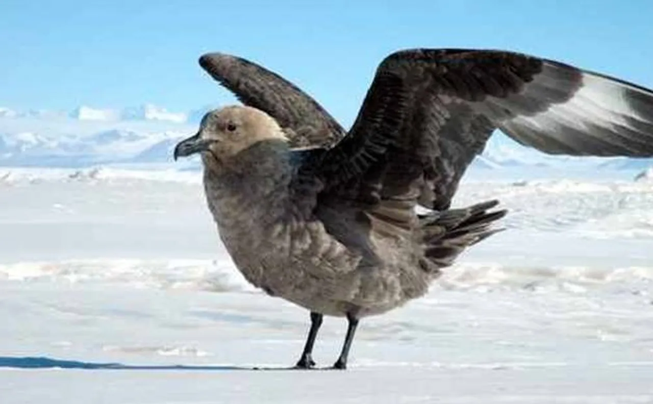 Antarctic birds can recognise individual humans, say scientists