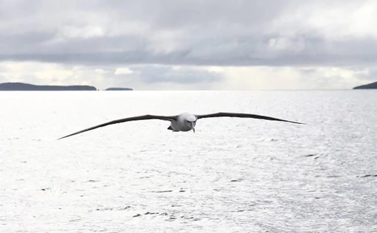 Birds can sleep while flying without falling from the sky