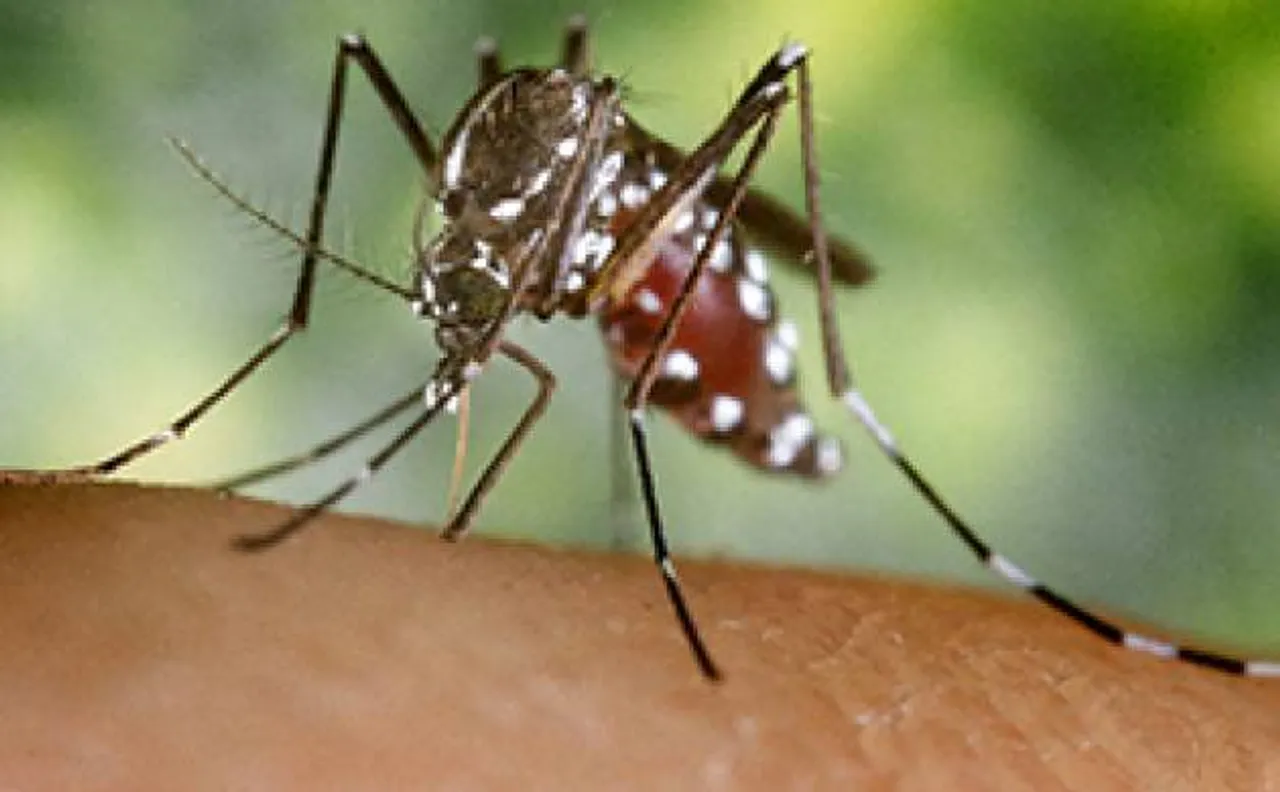  More than 11,515 suspected chikungunya cases reported in Delhi till November 12