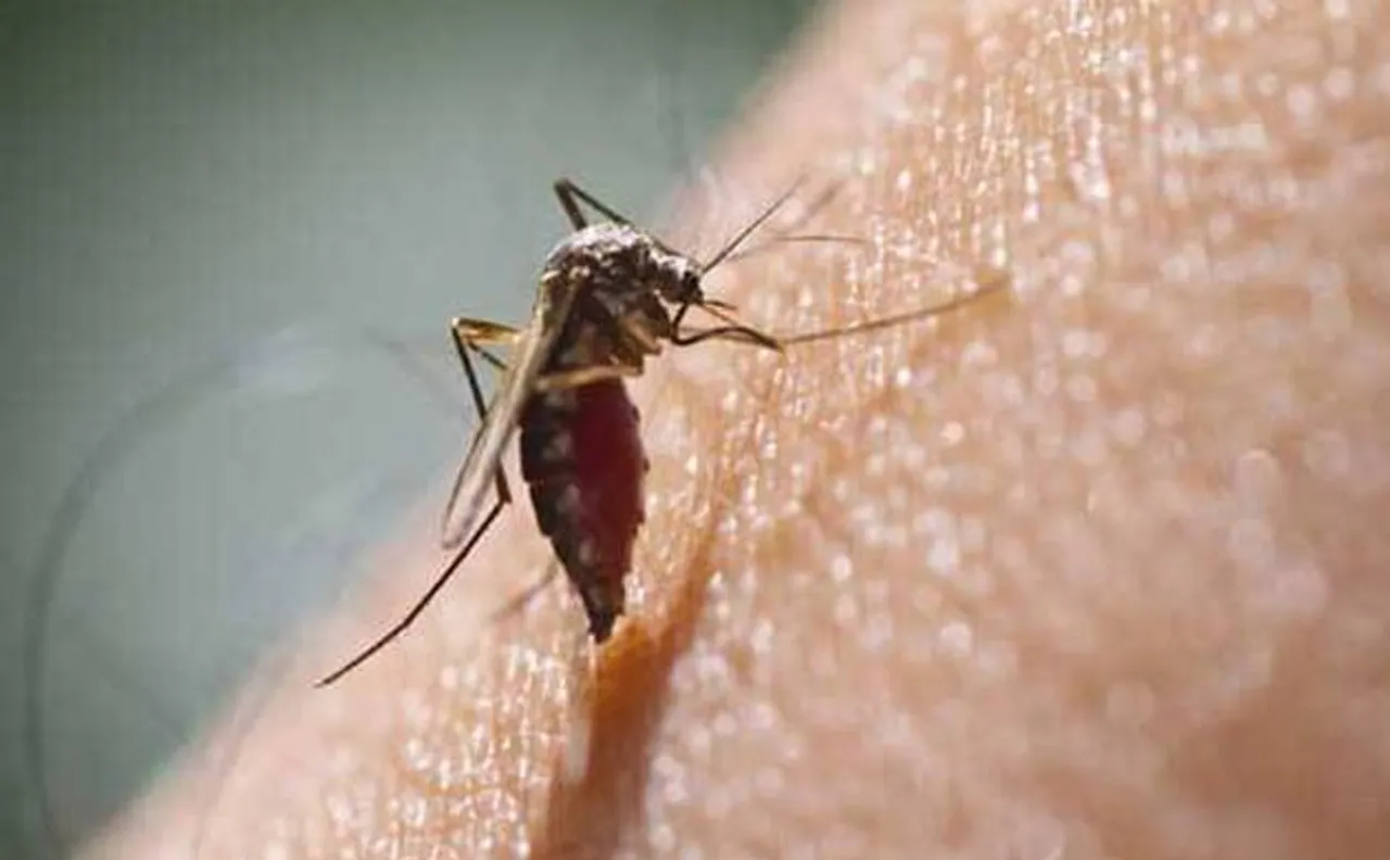 Zika virus could be transmitted by 35 mosquito species, says study