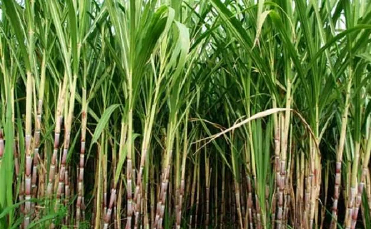 Sugarcane may produce oil for biodiesel production  