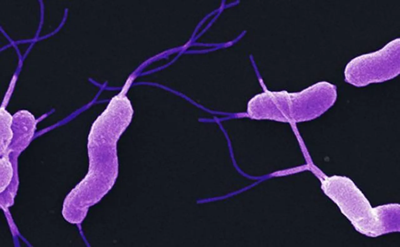 Intestinal gut bacteria may help reduce rate of ageing, says study