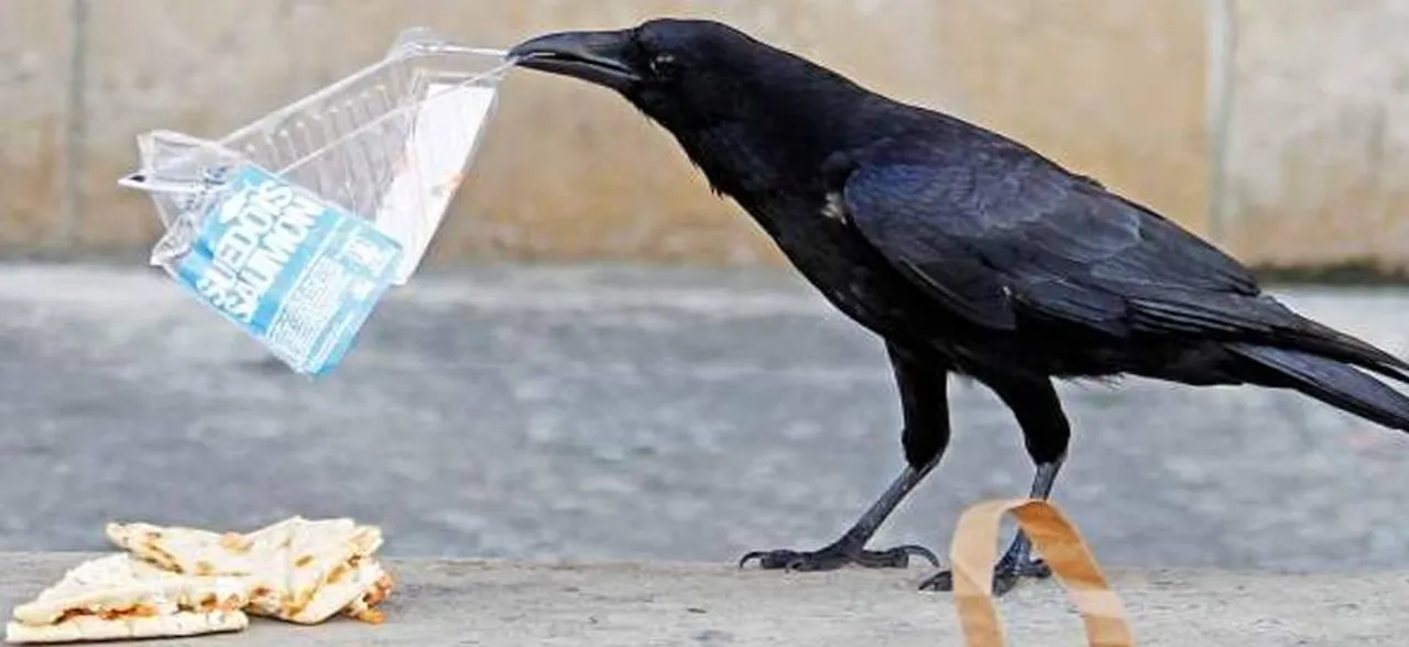 Crows are as smart as 7-year-old humans; 10 facts about the most intelligent bird