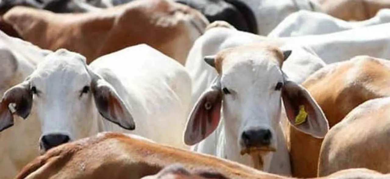 Rajasthan government to felicitate those adopting stray cows