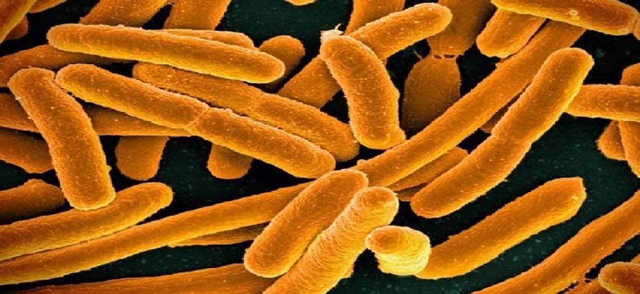 Scientists develop device to detect bacteria in minutes, not days