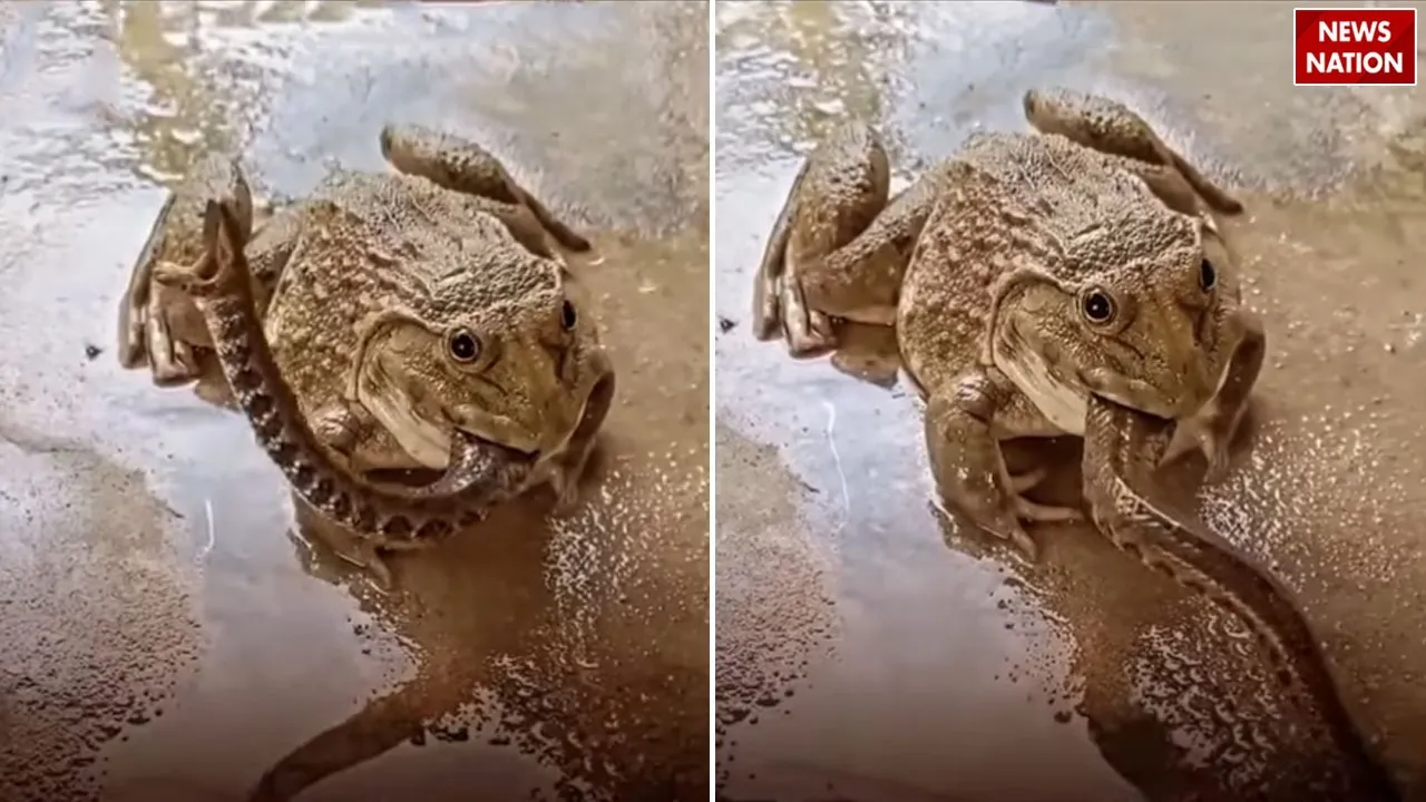 frog killed snake