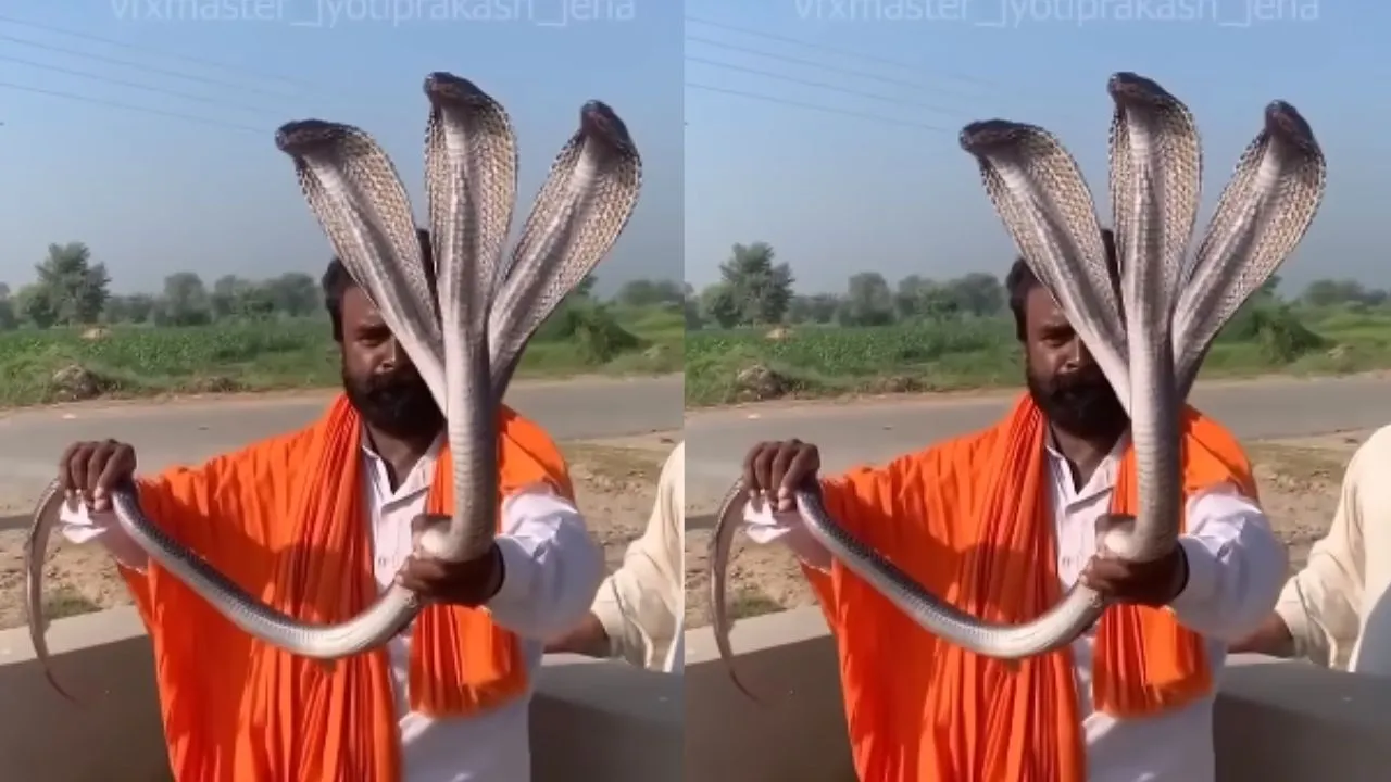 THREE SNAKE VIDEO