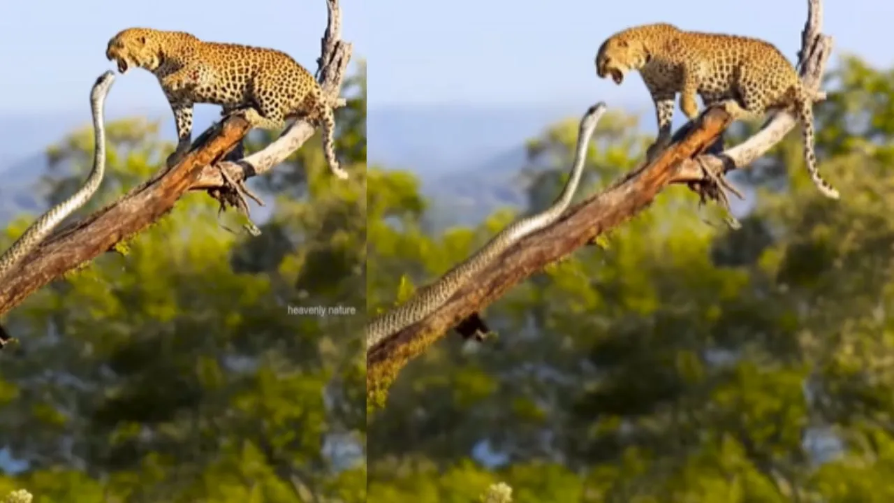 wildlife video viral news