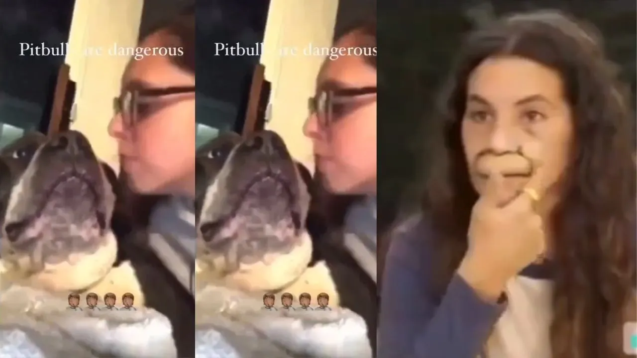 pitbull 