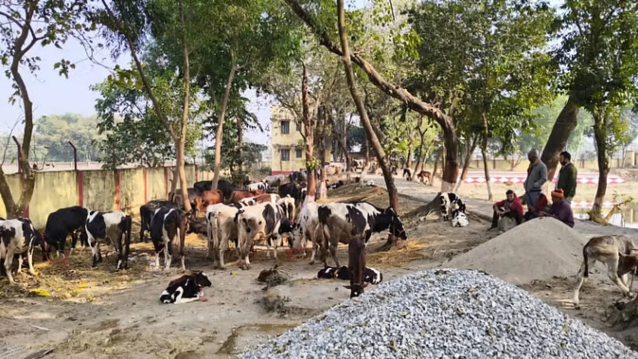 Kishanganj cattle smuggling case