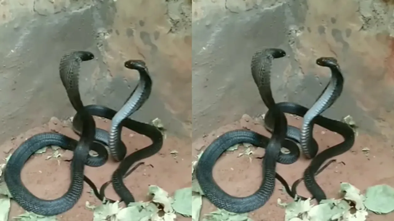 king cobra viral video social media