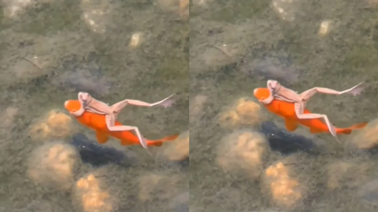viral video of fish and frog