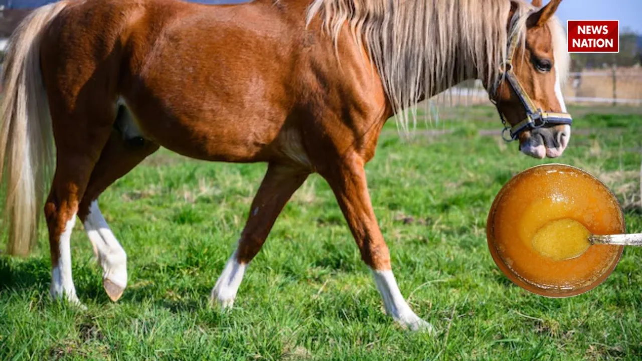 horse eaten ghee in old days