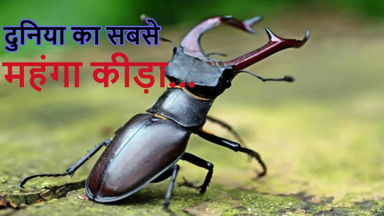 World Most Expensive Insect