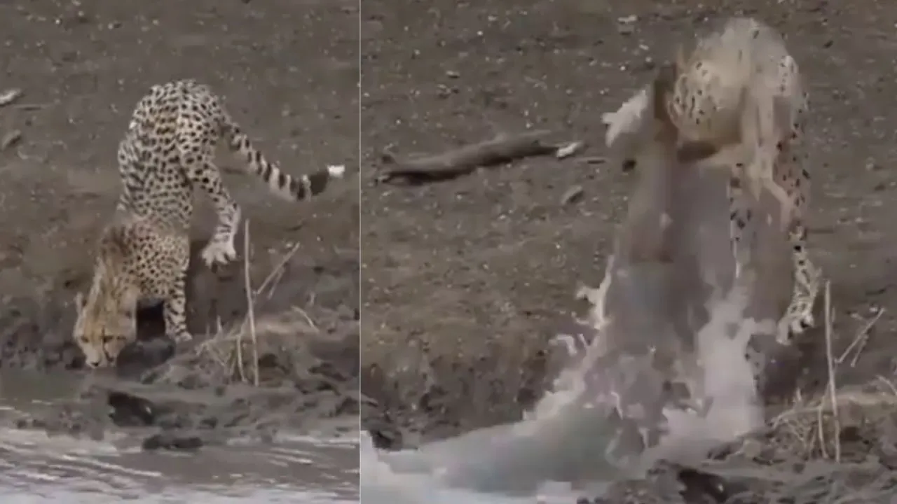 Viral Wildlife Video 