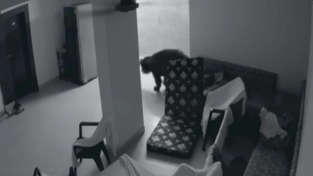 Bear Viral Video