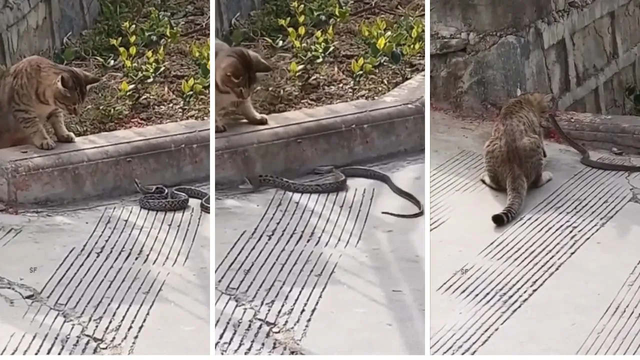 Cat and Snake Fight