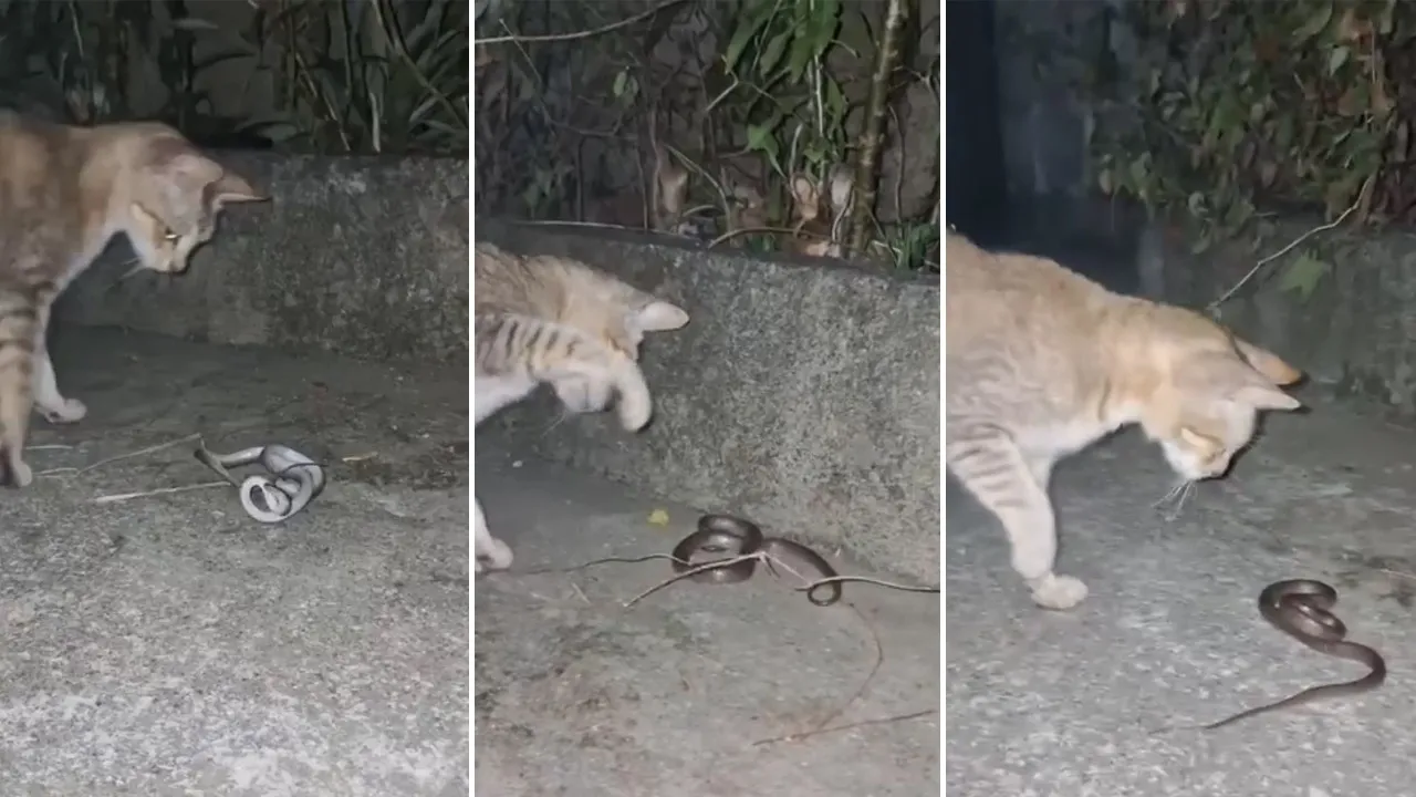 CAT AND SNAKE FIGHT