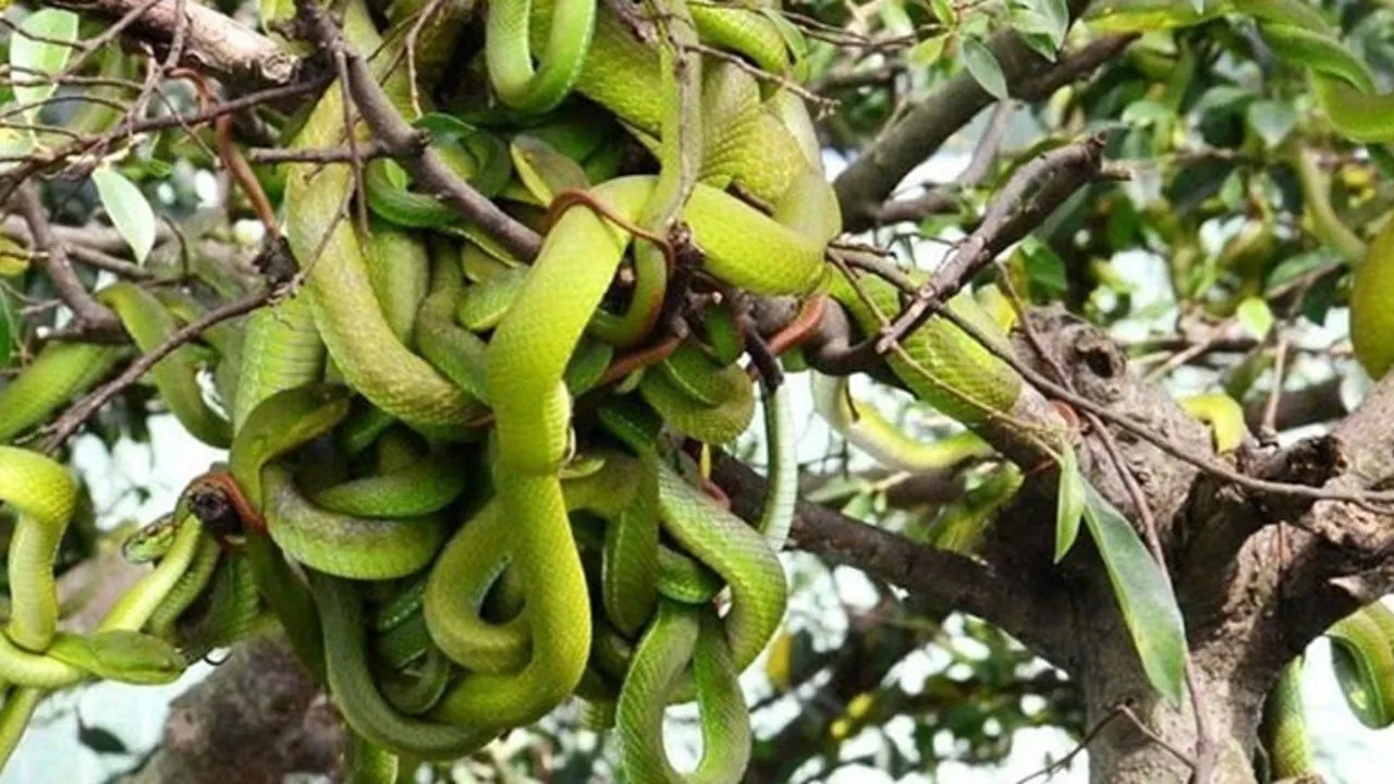 vietnam snake garden hanging on trees