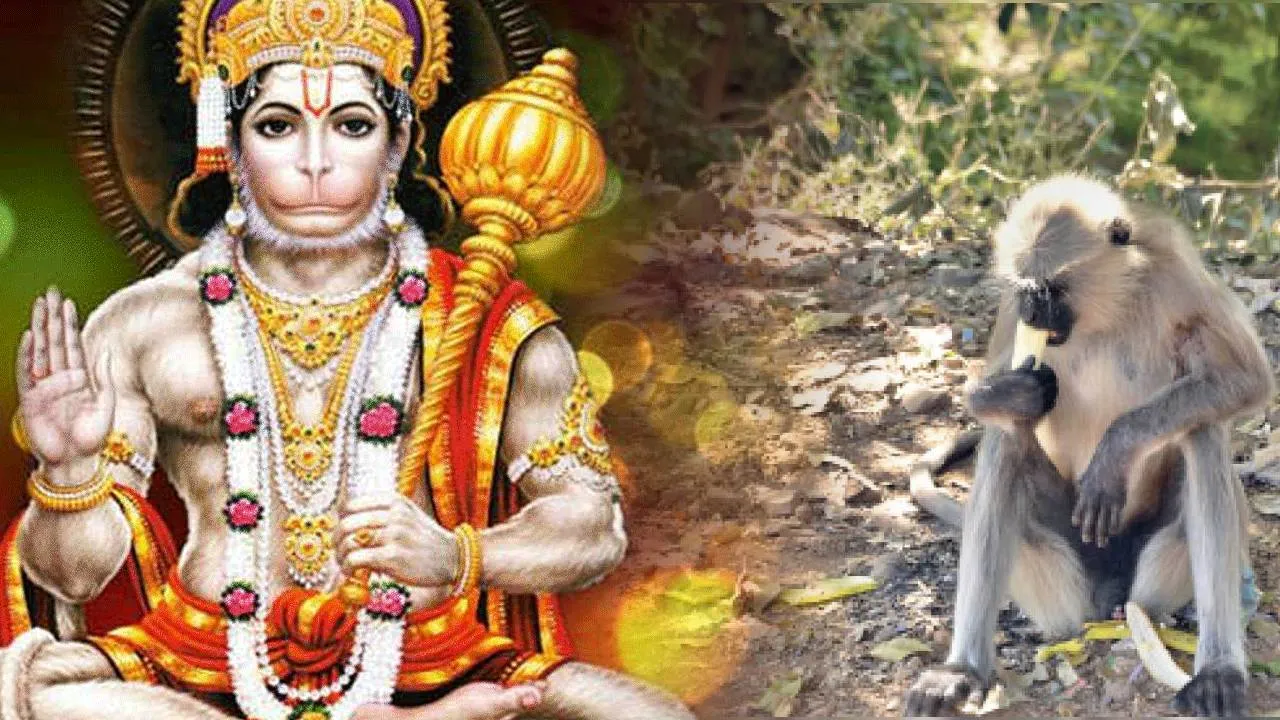 Guruwar Ke Niyam Feed bananas to monkeys on Thursdays